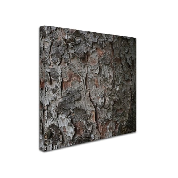 Kurt Shaffer 'Pine Tree' Canvas Art,24x24
